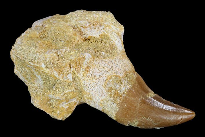 Fossil Mosasaur (Halisaurus) Tooth In Jaw Section - Morocco #117025